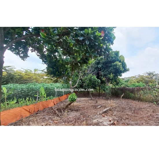 Bán nhà vườn 501m2 - mặt tiền đường nhựa - Hòa Long - Tp Bà Rịa - Bà Rịa Vũng Tàu