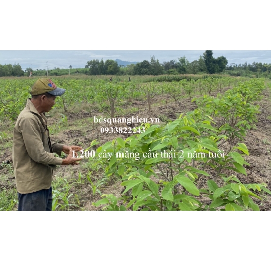 CHÍNH CHỦ GỬI BÁN 45.000m2 (4,5 hectar) ĐẤT TRANG TRẠI VƯỜN-490tr/1sào- XUÂN ĐÔNG - CẨM MỸ -TỈNH ĐỒNG NAI