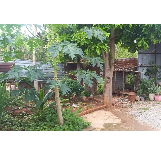 BÁN NHÀ  11M X 35M - Hòa Long - TP Bà Rịa - Bà Rịa Vũng Tàu
