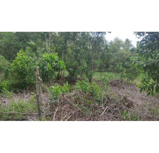 CẦN BÁN 1.624M2 ĐẤT (CLN) BIỂN LỘC AN - ĐẤT ĐỎ - BÀ RỊA VŨNG TÀU - GIÁ RẺ 1TỶ.990TR