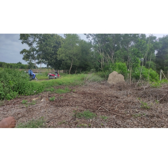 CẦN BÁN 1.624M2 ĐẤT (CLN) BIỂN LỘC AN - ĐẤT ĐỎ - BÀ RỊA VŨNG TÀU - GIÁ RẺ 1TỶ.990TR
