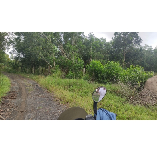 CẦN BÁN 1.624M2 ĐẤT (CLN) BIỂN LỘC AN - ĐẤT ĐỎ - BÀ RỊA VŨNG TÀU - GIÁ RẺ 1TỶ.990TR